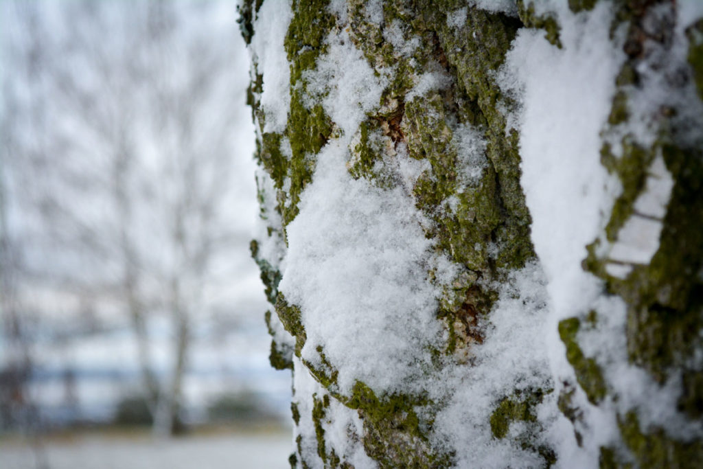 Birkenrinde mit Schnee © Marcel Gluschak