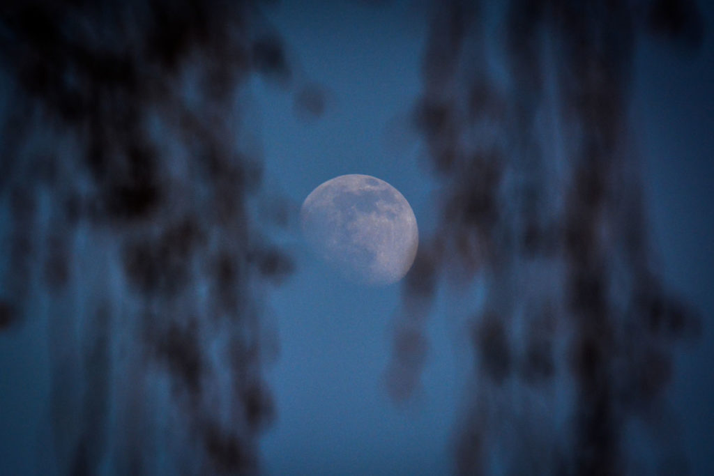 Der abendliche Mond hinter Birkenzweigen © Marcel Gluschak