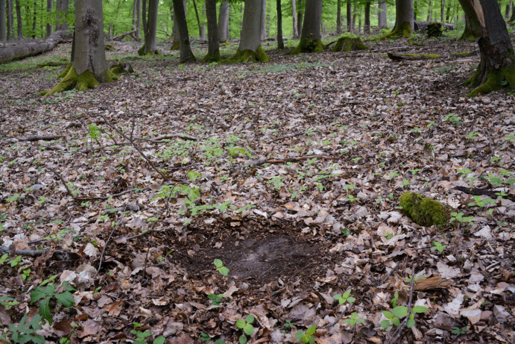 Rehbett im Wald © Marcel Gluschak