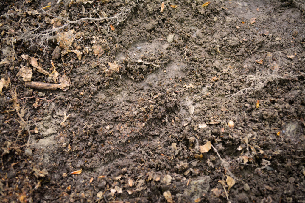 Rehspur an einem Rehwild-Schlafplatz © Marcel Gluschak