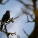 Singende Amsel © Marcel Gluschak