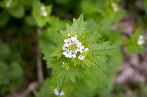 Blüte einer Knoblauchsrauke © Marcel Gluschak