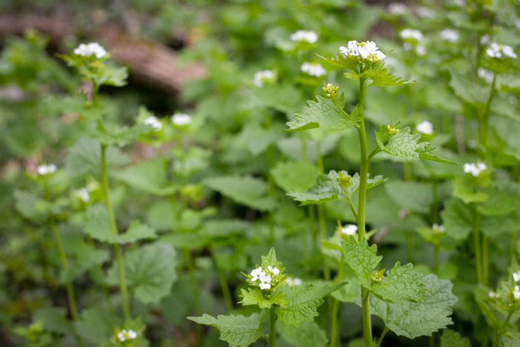 Knoblauchsrauke im Wald © Marcel Gluschak