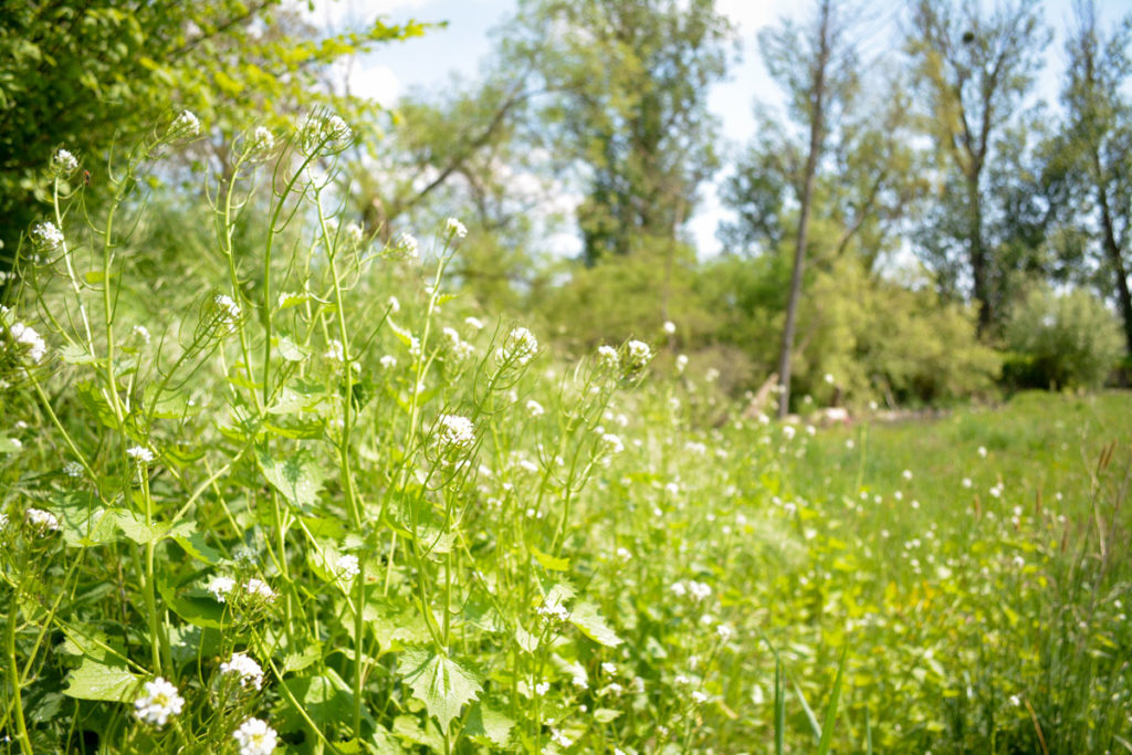 Knoblauchsrauke am Wegrand © Marcel Gluschak