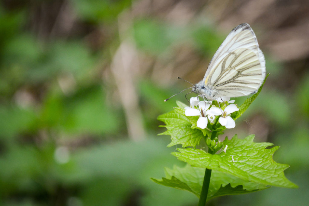 Ein Grünader-Weißling auf einer Knoblauchsrauke © Marcel Gluschak