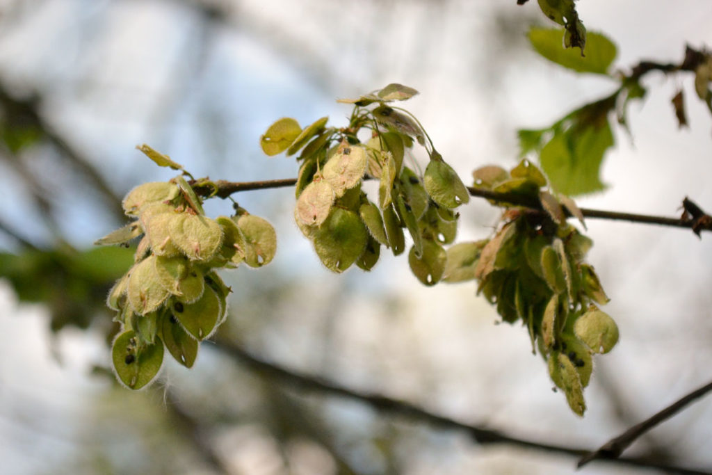 Nussfrucht der Ulme © Marcel Gluschak