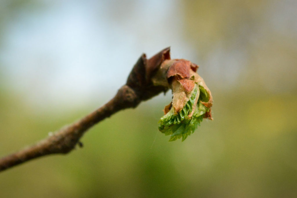 Sich öffnenede Blattknospe einer Ulme © Marcel Gluschak