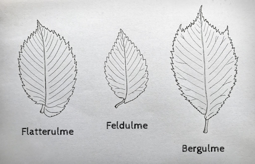 Blätter der Flatterulme, Feldulme und Bergulme im Vergleich © Marcel Gluschak